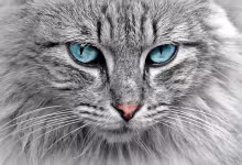 Katteli katt!